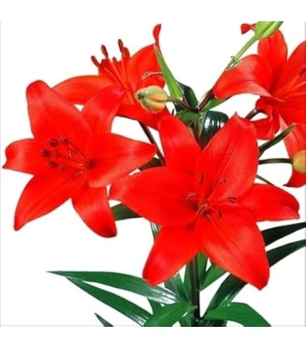 Amazon.co.jp: スカシユリ 球根 二色咲混合 3球入 : DIY・工具・ガーデン